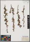 Foto von Salix aurita L.